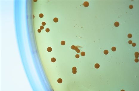 bacteria petri